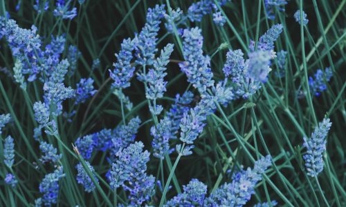 photography-of-bed-of-lavenders-1216351